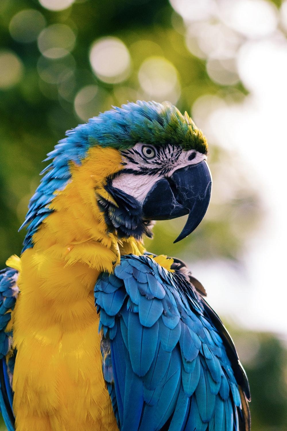 1000x1500 Macaw Picture [HD]. Download Free Image, Phone