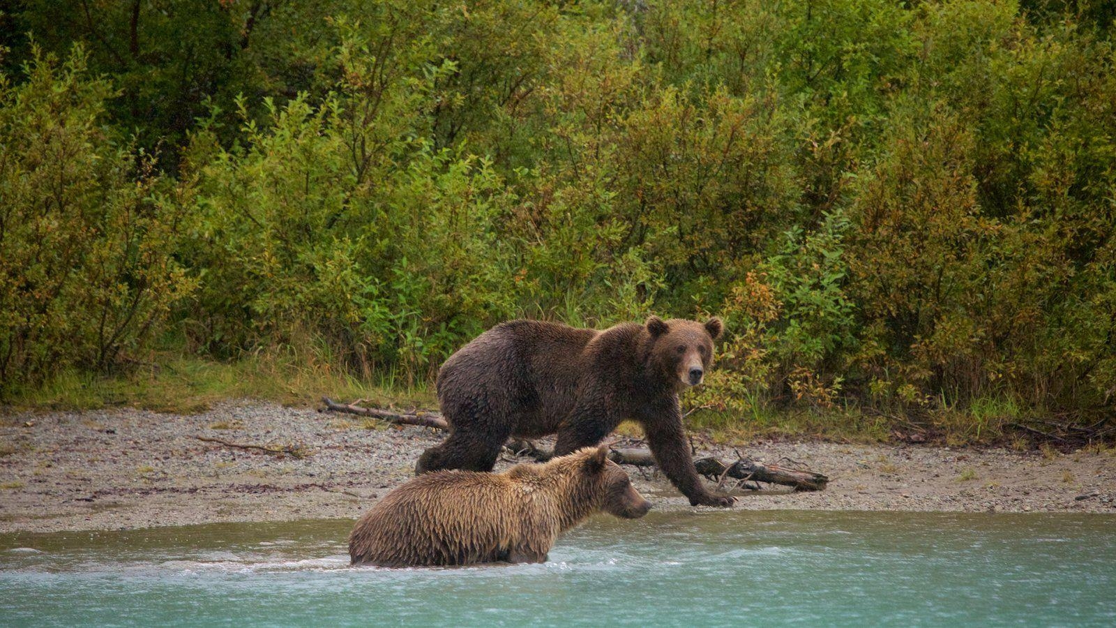 1600x900 Animal Picture: View Image of Southwest Alaska, Desktop