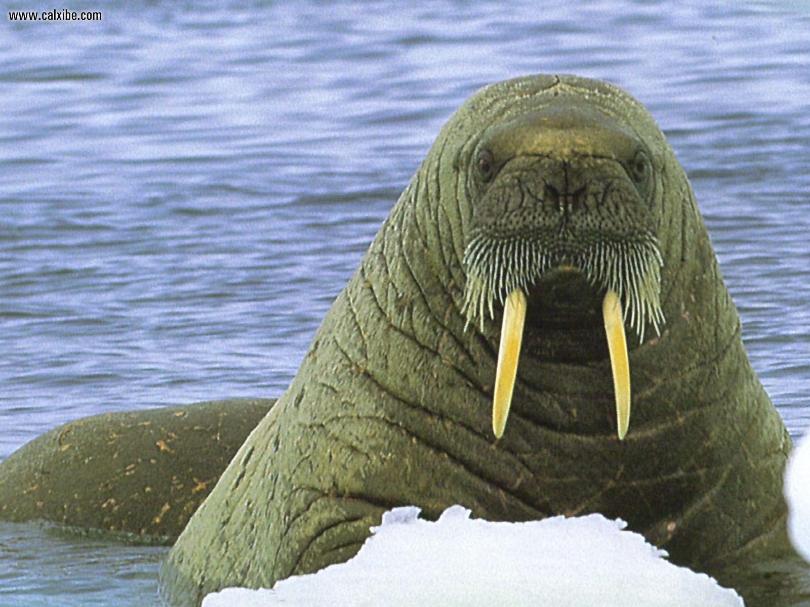 1600x1200 Walrus Wallpaper, Desktop