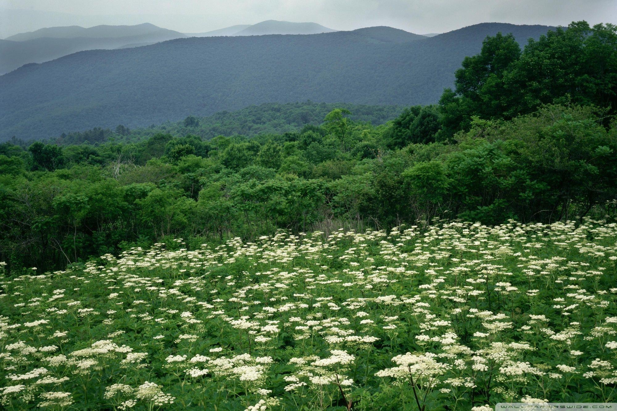 2000x1340 Field Of Cow Parsnip In Bloom Shenandoah National Park Virginia, Desktop