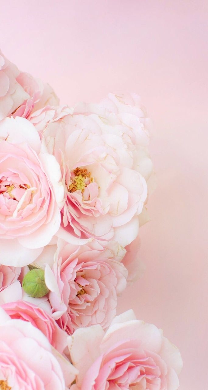 690x1280 Pretty Flowers iPhone Wallpaper, HD Pretty Flowers iPhone Background on WallpaperBat, Phone