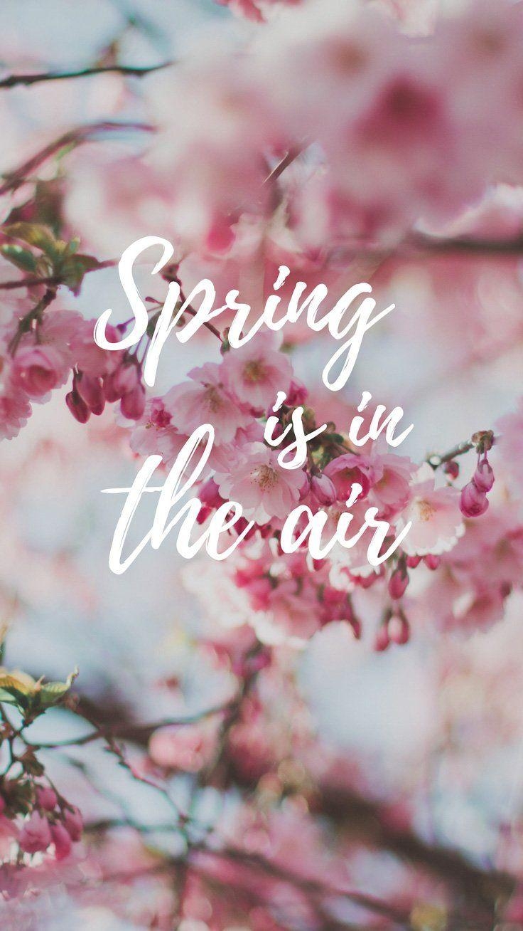 740x1310 Cherry Blossom iPhone Wallpaper Collection Xs Max, Phone