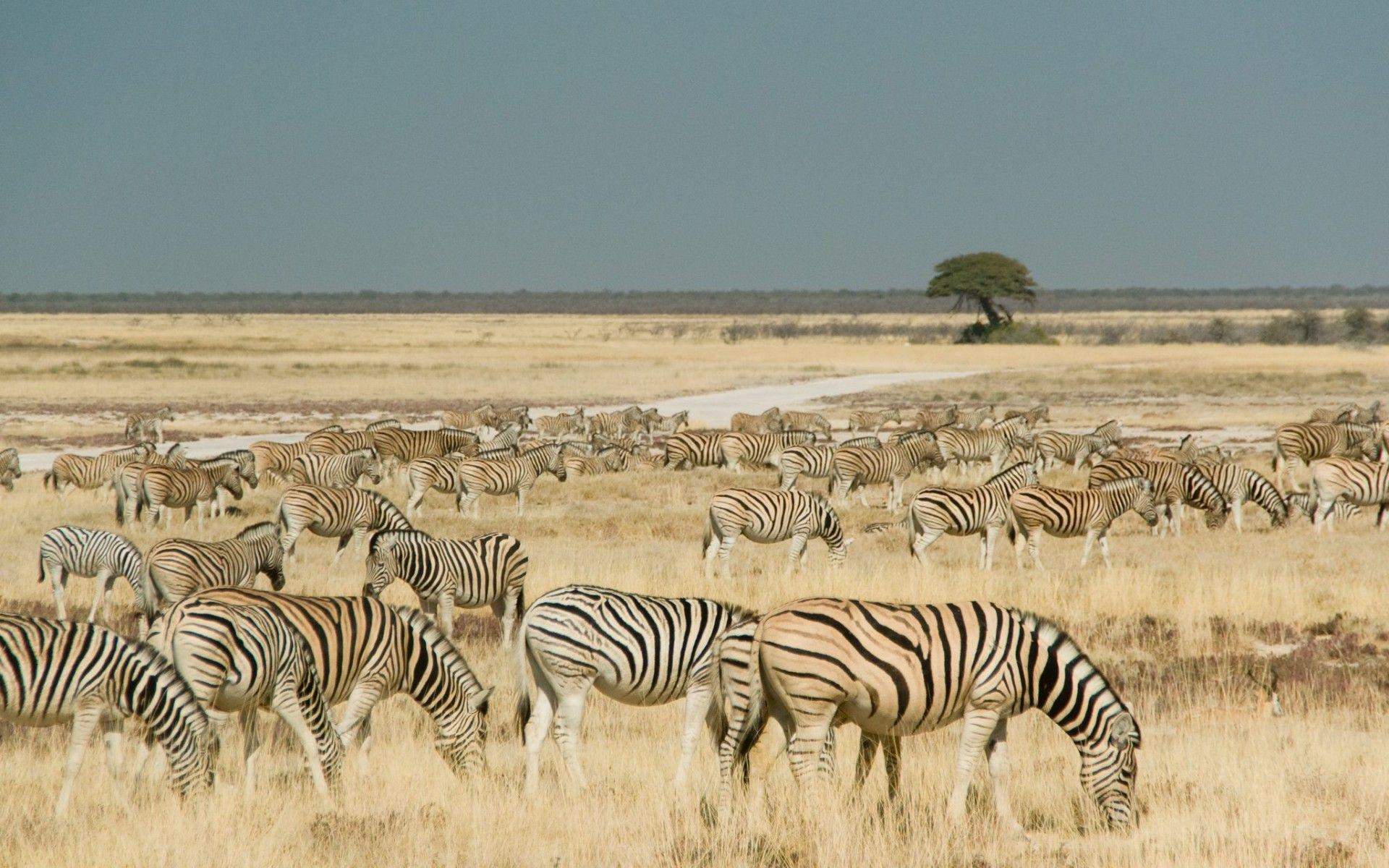 1920x1200 Zebras Etosha Park Namibia wallpaper. Zebras Etosha Park Namibia, Desktop