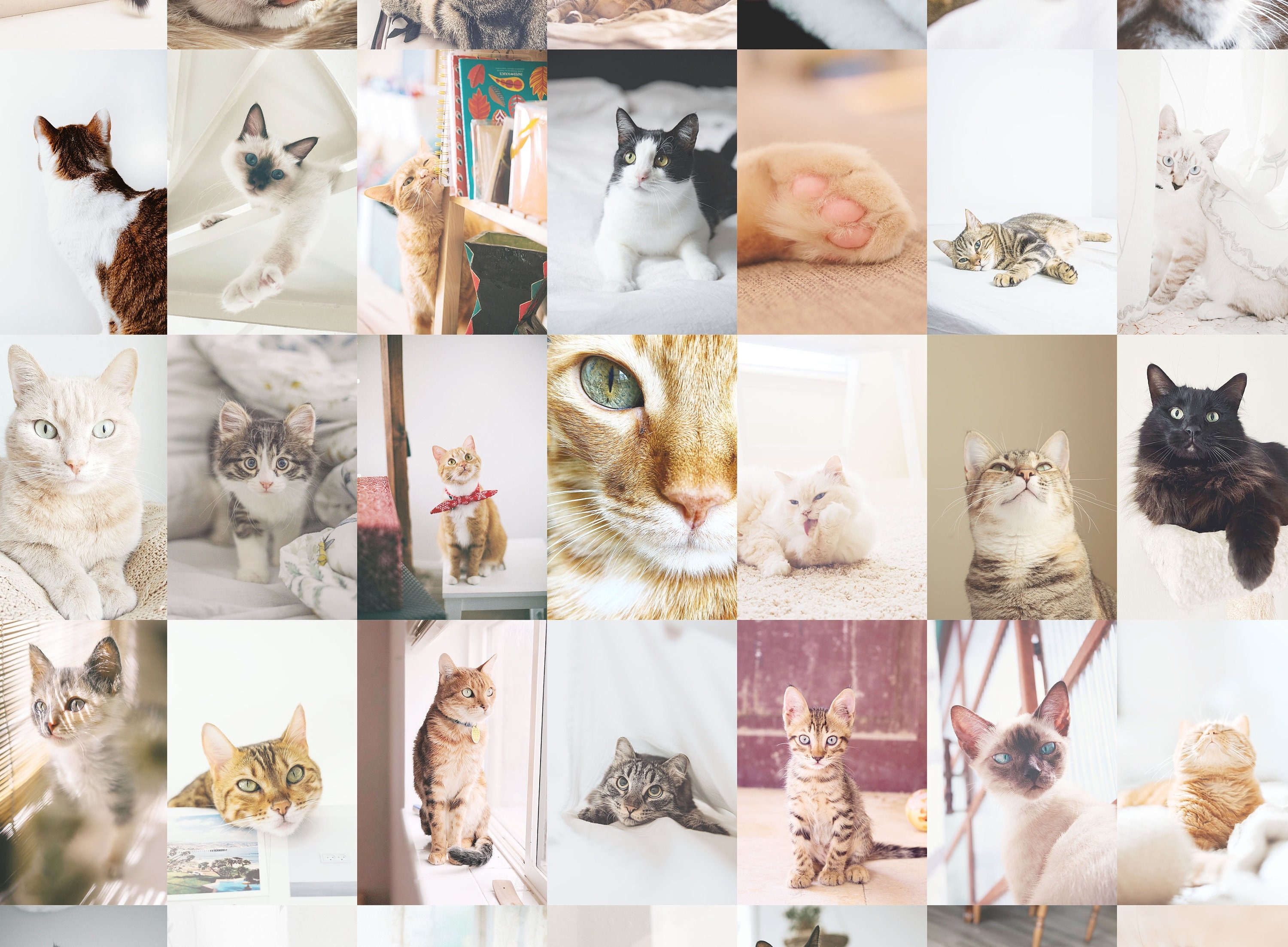 3000x2210 Cat Wall Collage Kit Photo Collage Room Decor Digital Collage, Desktop