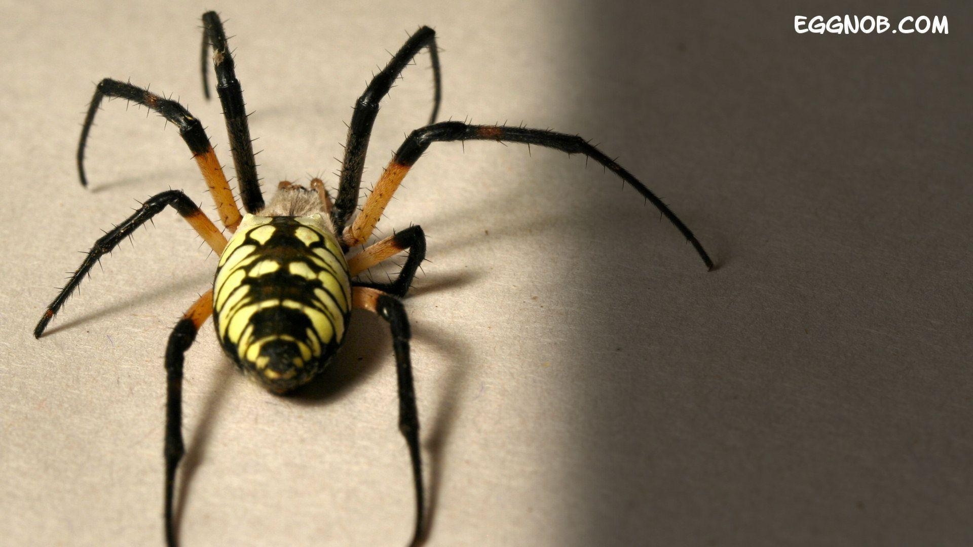 1920x1080 Big Spider HD Wallpaper Wallpaper Inn, Desktop