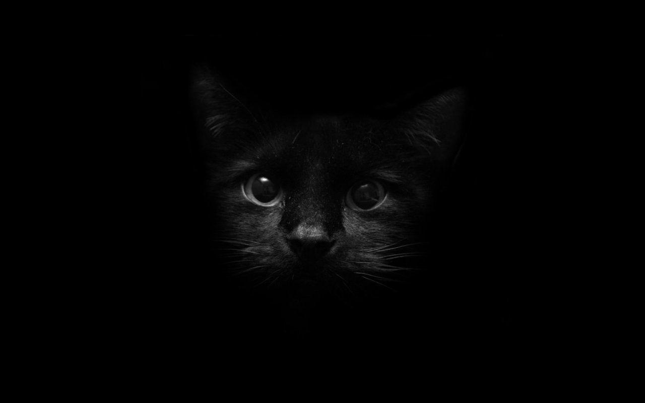 1280x800 Black Cat HD Wallpaper, Desktop