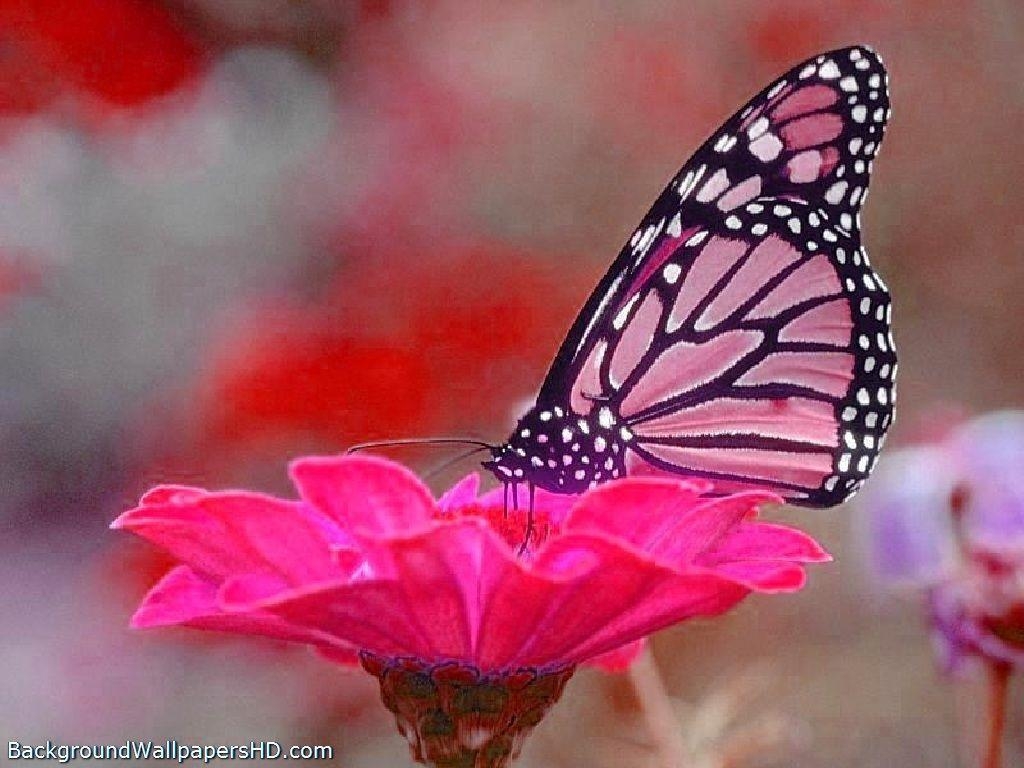 1030x770 Pink Butterfly Wallpaper HD. Painting ideas, Desktop