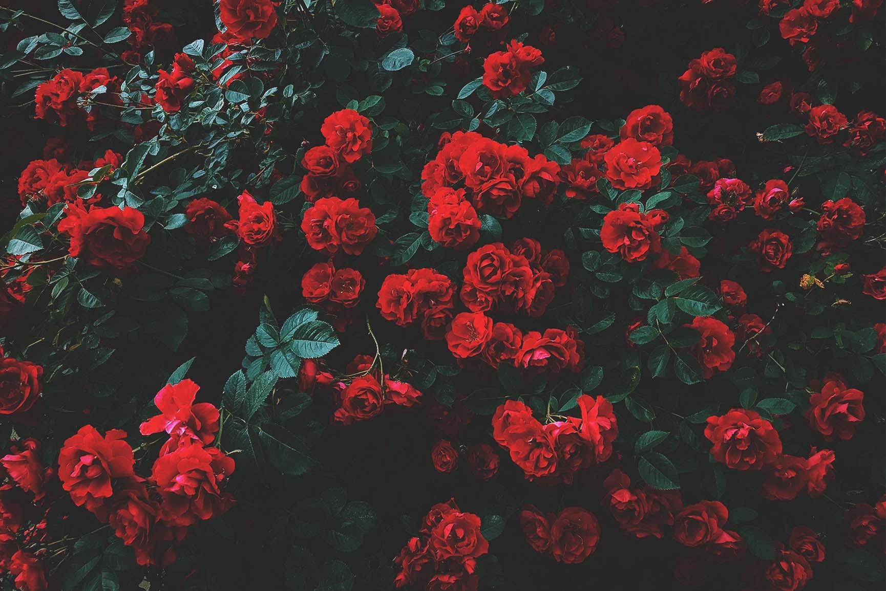 1730x1160 A Dozen Red Roses iPhone Wallpaper for Valentine's Day, Desktop