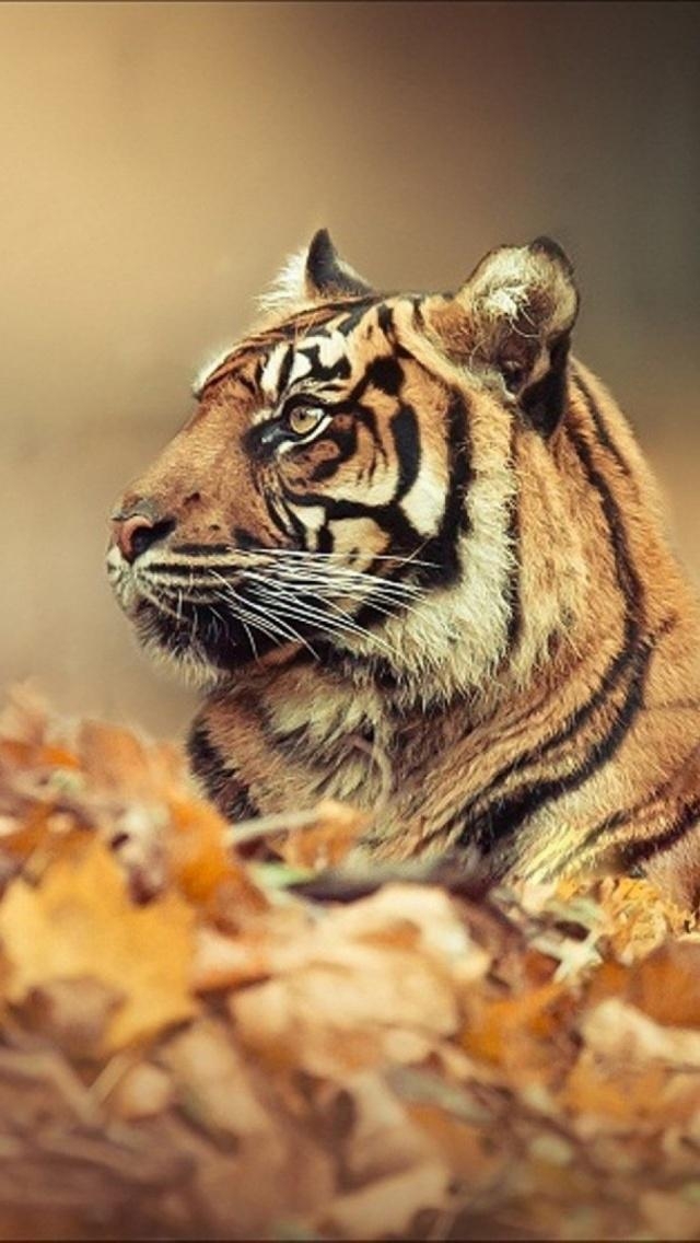 640x1140 Tiger Mobile Wallpaper Wall Phone Wallpaper, Phone