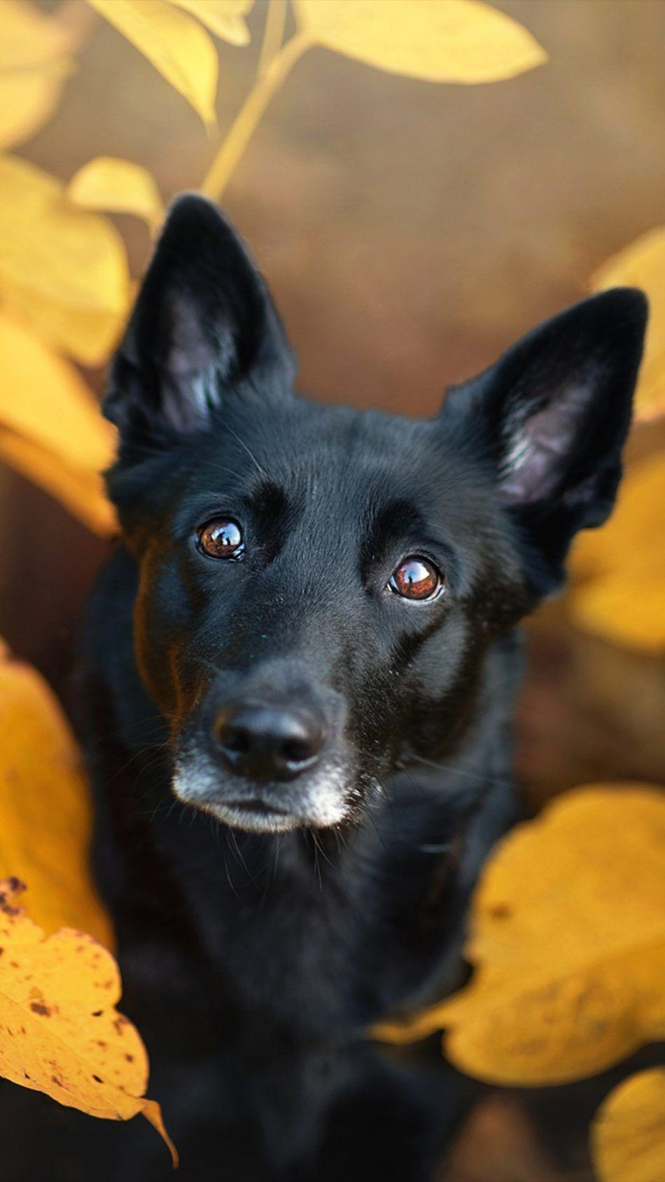 950x1690 Black Pet Dog Leaves Fall. Pet dogs, Dogs, Dog wallpaper, Phone