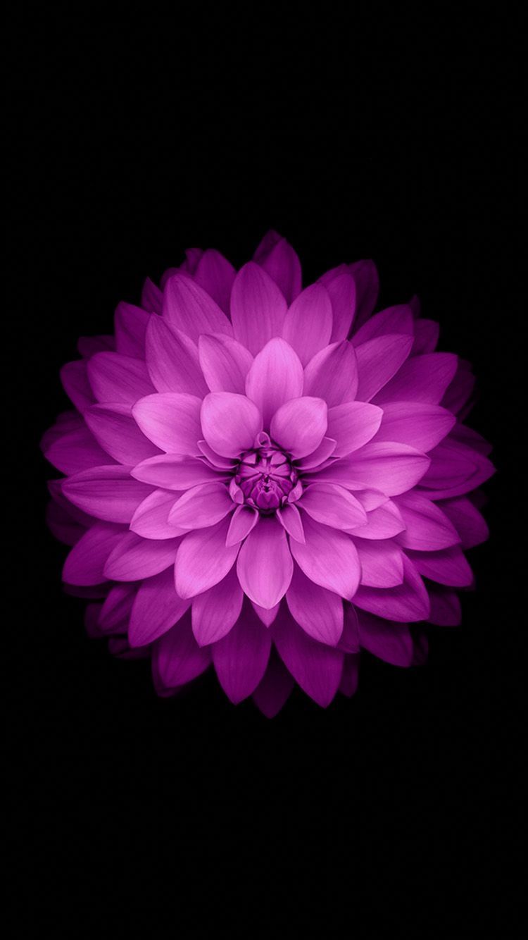 750x1340 Purple Flower Wallpaper for iPhone, Phone