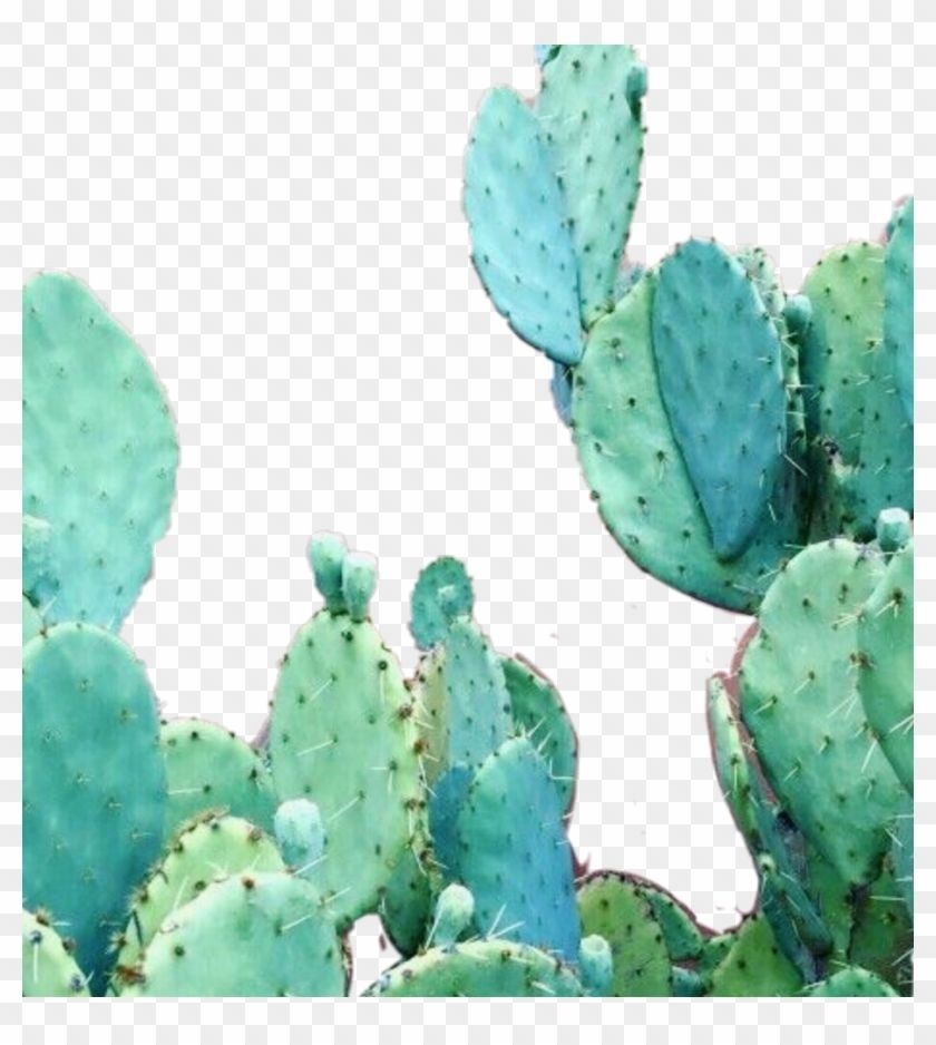 840x940 Aesthetic Cactus Wallpaper iPhone, Png Download Cactus Clipart, Phone