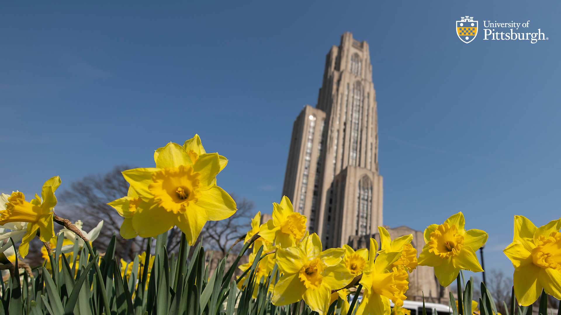 1920x1080 Seasonal Background. Living Our Brand. University of Pittsburgh, Desktop