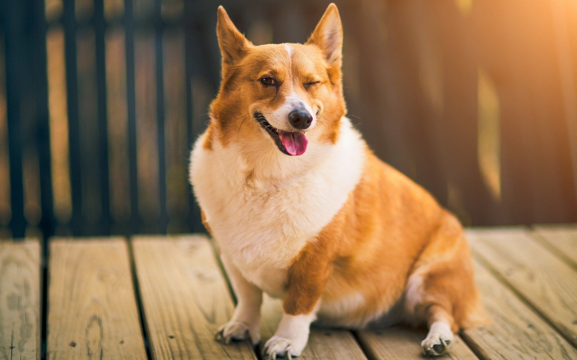 1920x1200 Corgi Dog Desktop Wallpaper 49390 px, Desktop