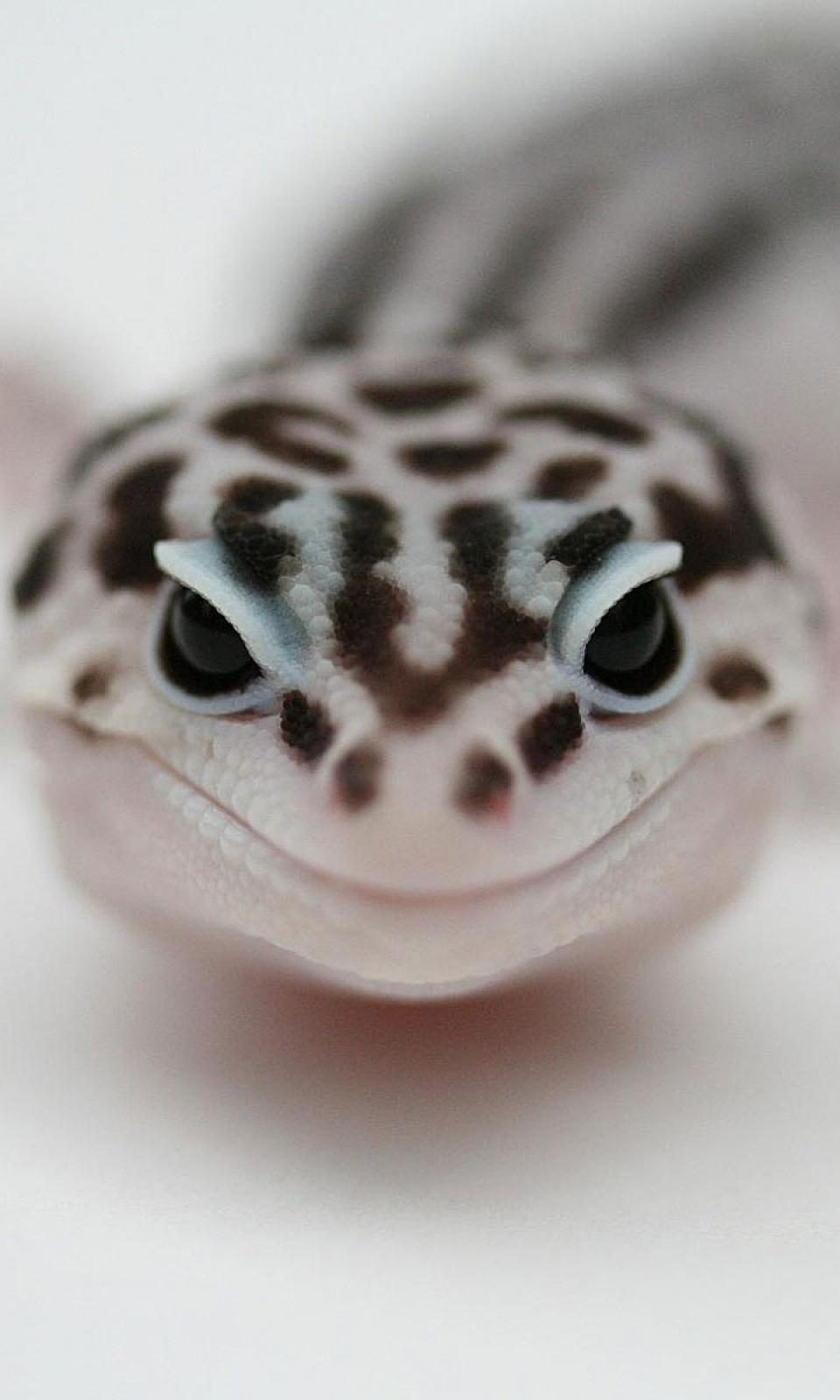 960x1600 Leopard Gecko Wallpaper, By May Barnett, Phone