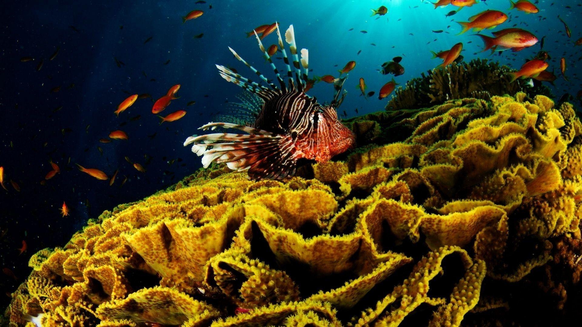 1920x1080 Coral Reef Wallpaper 25134  px, Desktop