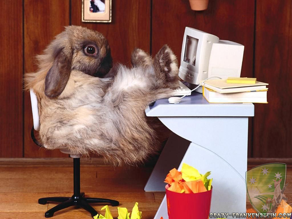 1030x770 Funny Wallpaper Rabbit At Work Copy, Desktop