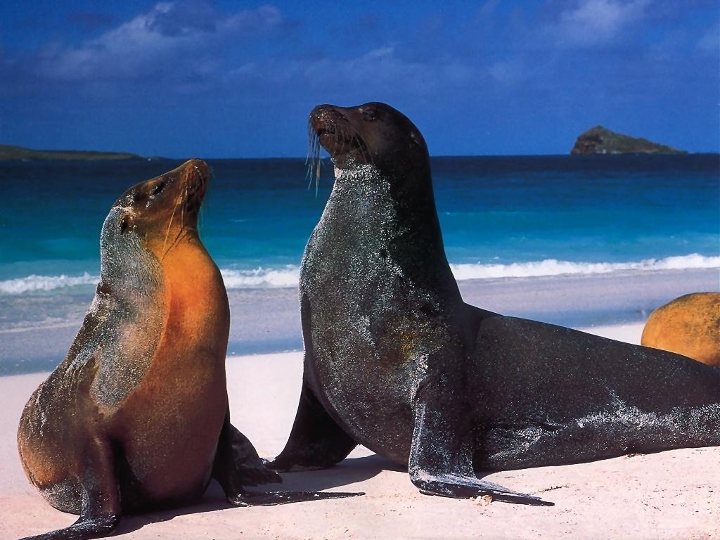 1030x770 Galapagos sea lions Zalophus wollebaeki free desktop background, Desktop