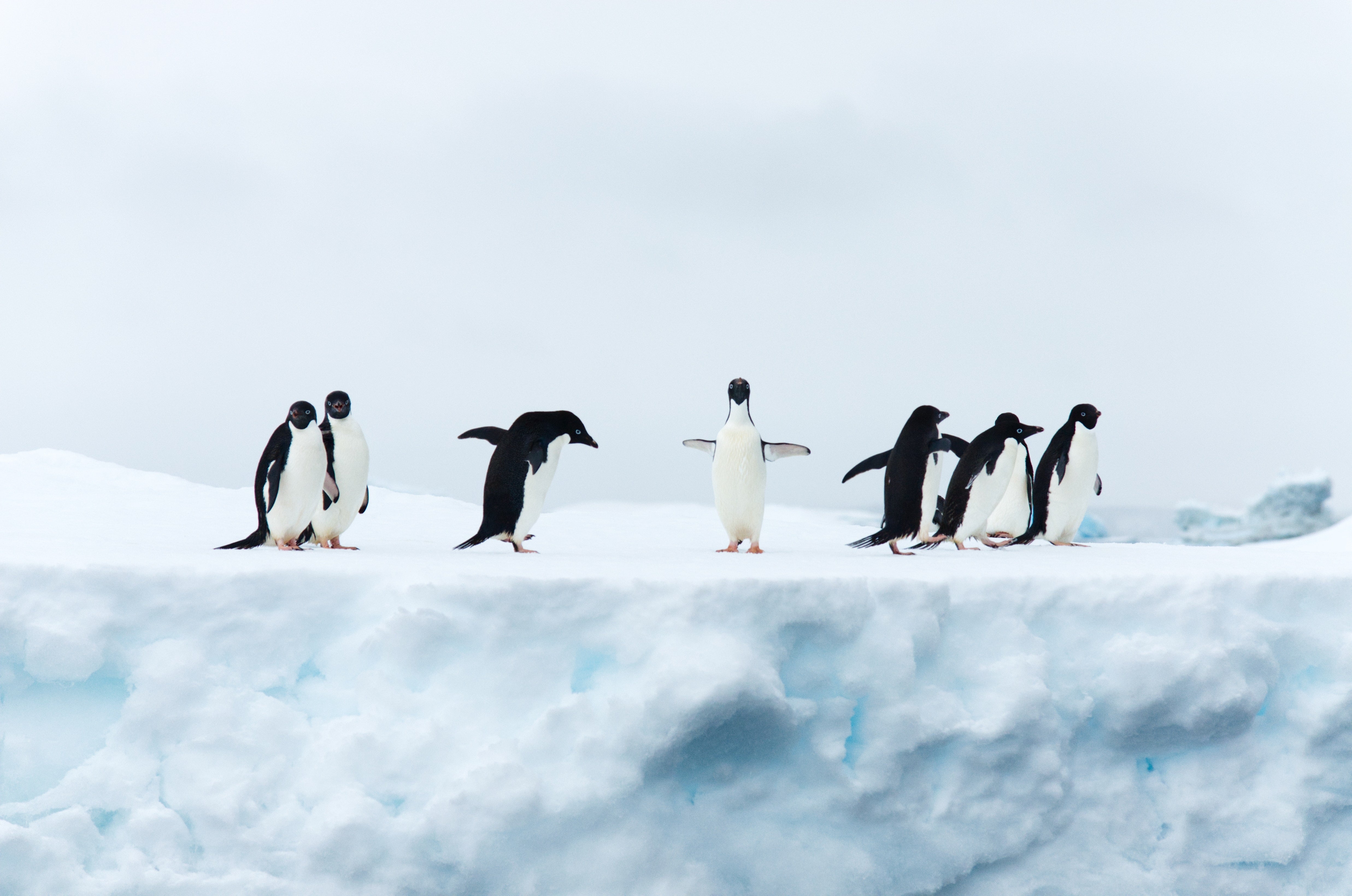 4950x3280 Penguins 4K wallpaper for your desktop, Desktop
