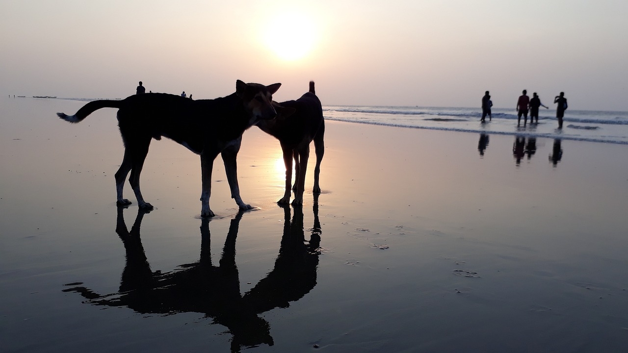 1280x720 Free Digha & India Image, Desktop