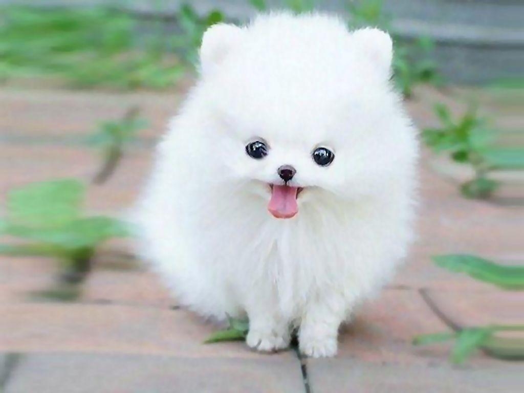 1030x770 Cute Puppies & Pet Dog Image & Wallpaper HD Free Download, Desktop