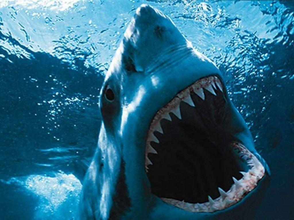 1030x770 Shark HD Wallpaper and Background Image, Desktop