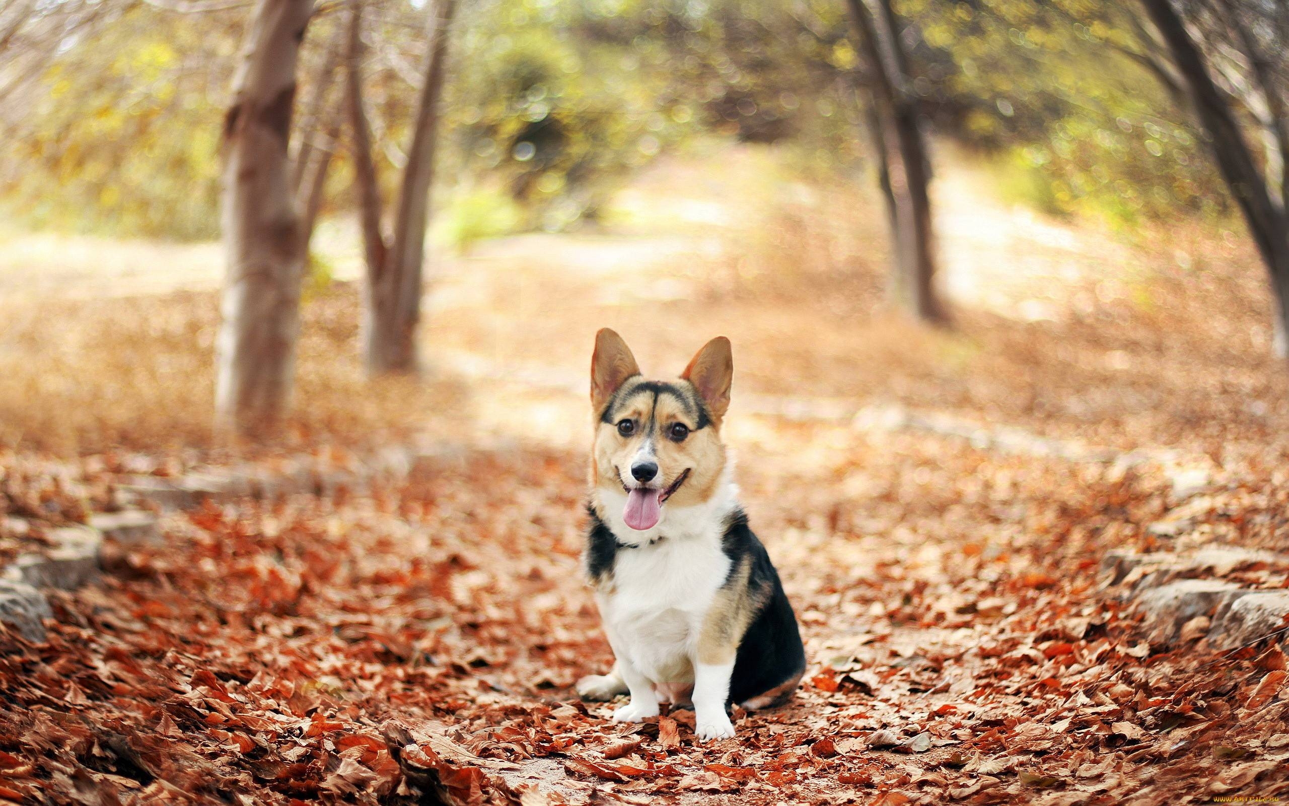 2560x1600 Corgi Wallpaper, Desktop