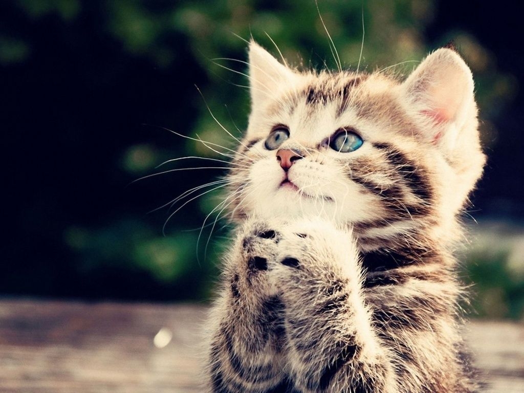 1030x770 Kitten Background for Computer. Cute Kitten Wallpaper, Kitten Valentine Wallpaper and Halloween Kitten Wallpaper, Desktop