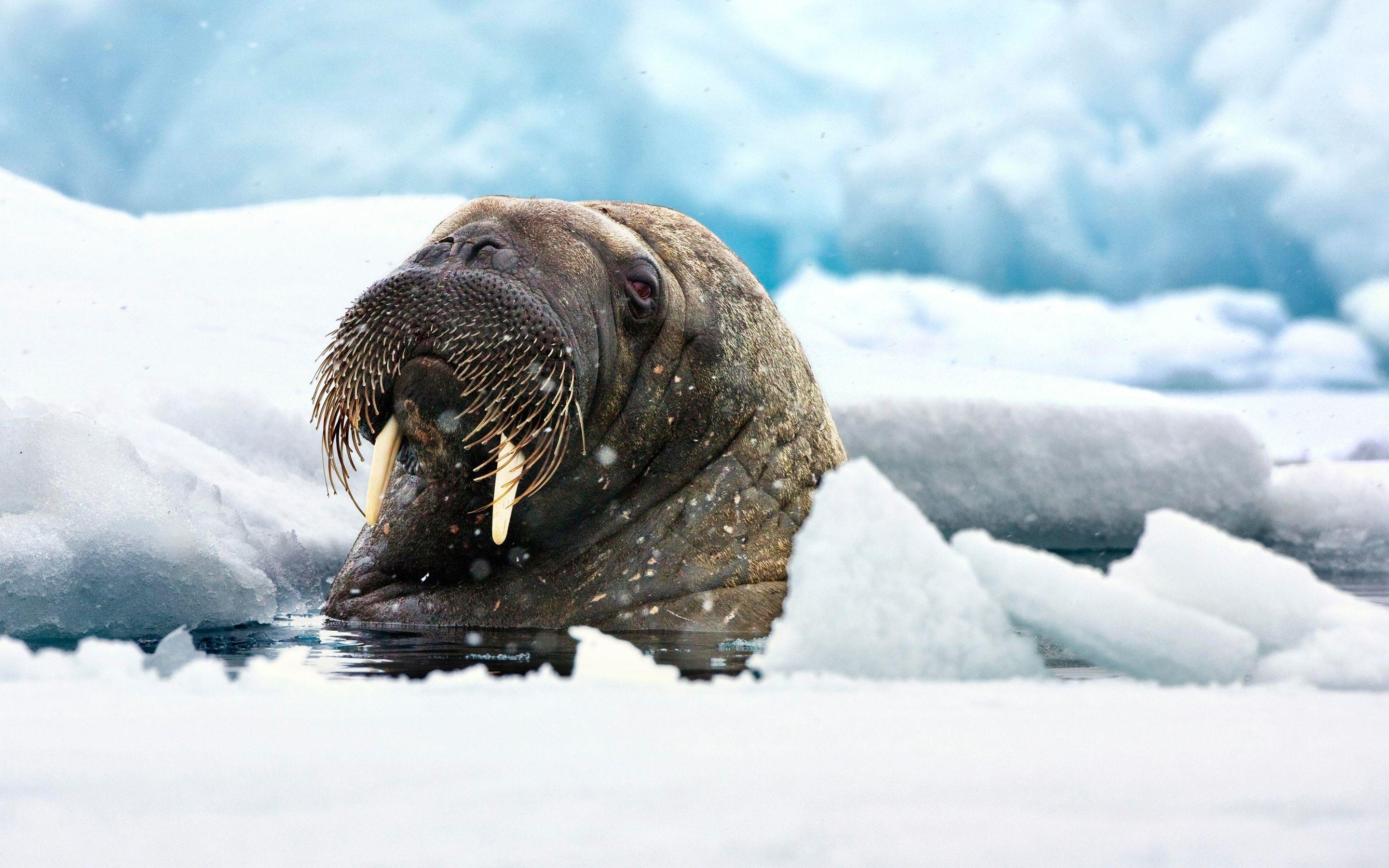 2880x1800 Free download Walrus wallpaper 1359758 [], Desktop