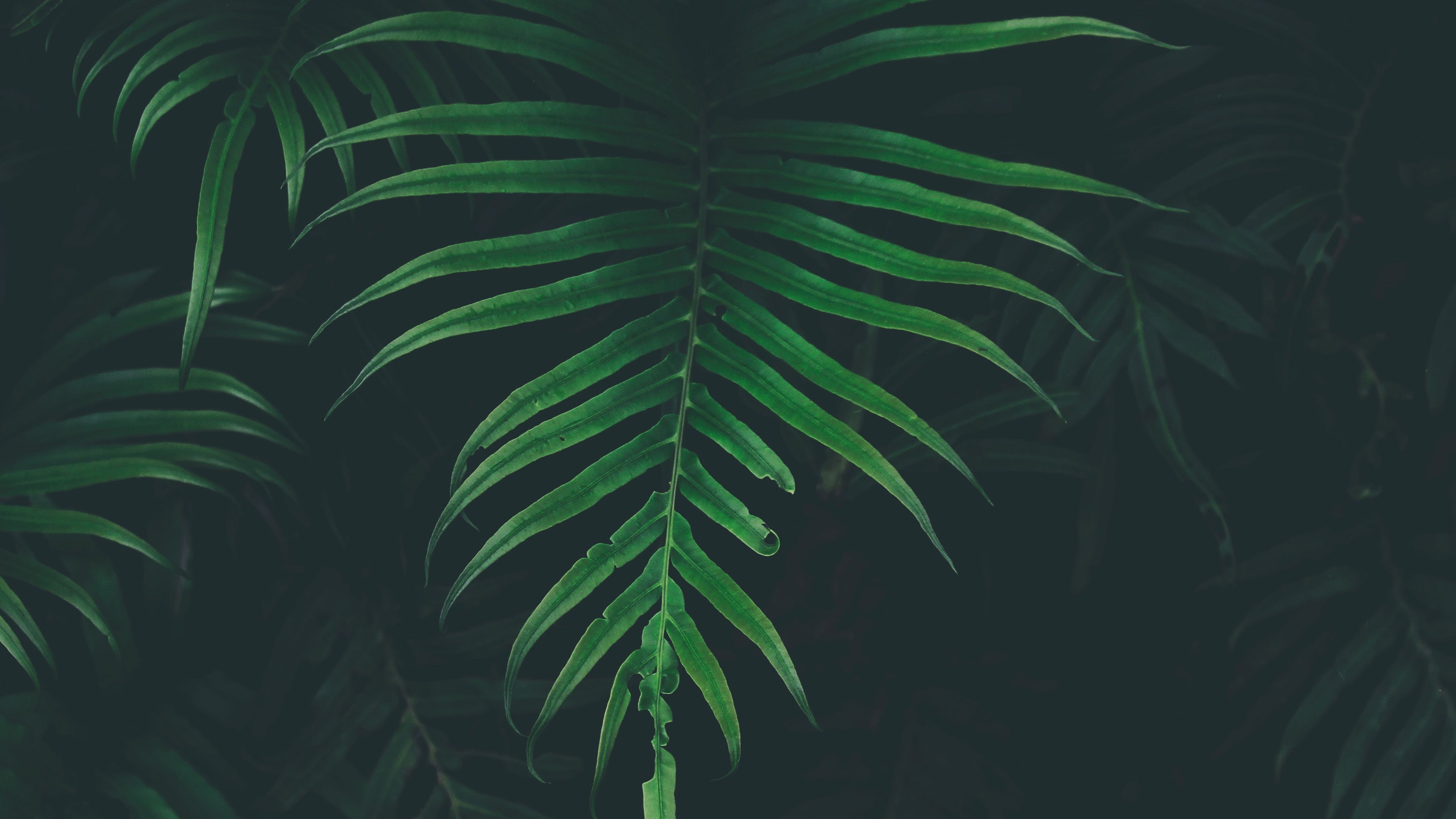 3840x2160 Leaf Tree Dark Nature Wallpaper, Desktop