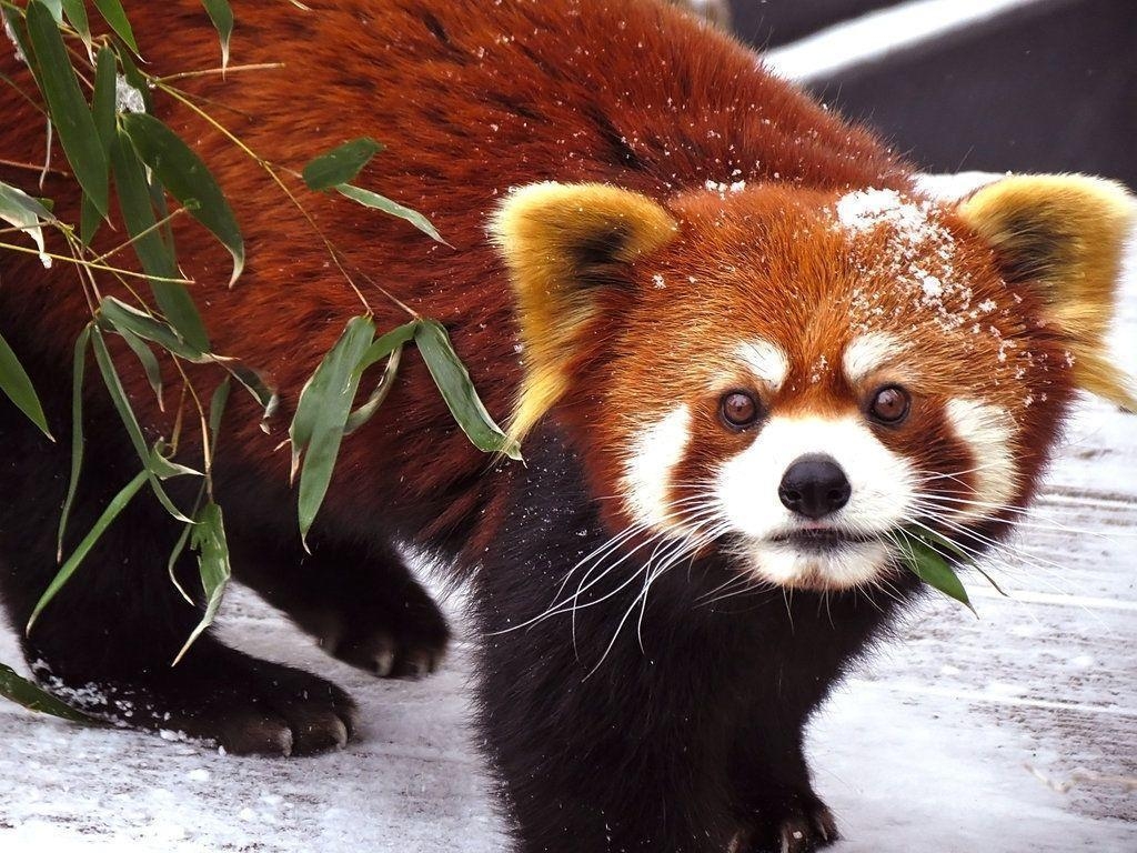 1030x770 Red Panda Wallpaper Snow. Rode panda's, Desktop