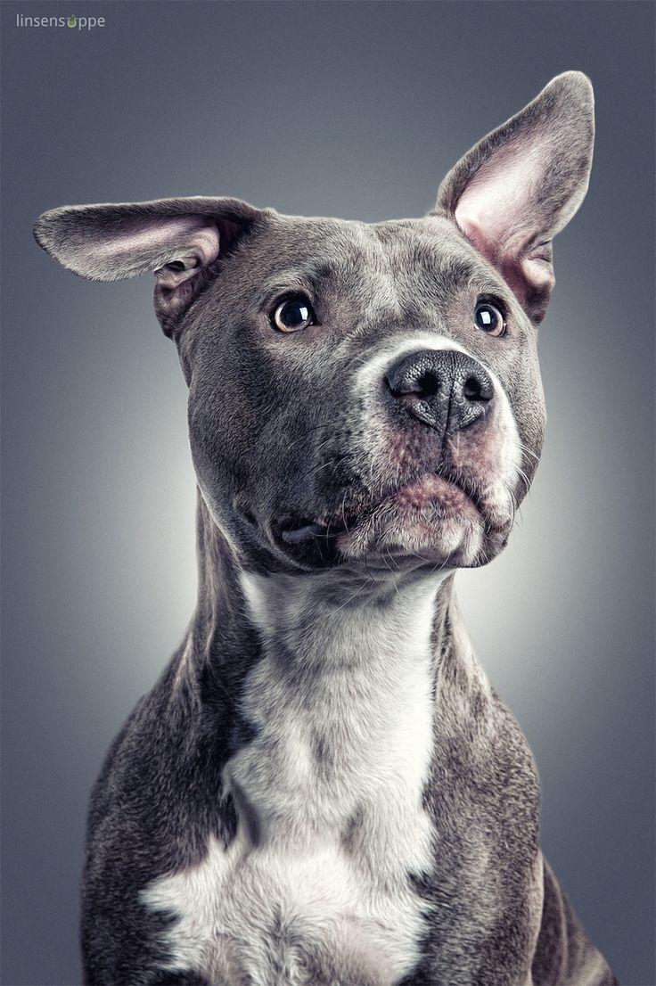 740x1110 Pitbull Dog Wallpaper, Phone