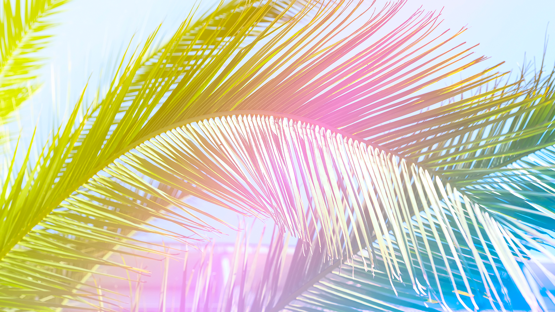 1920x1080 Tropicana Wallpaper For Chromebook, Desktop