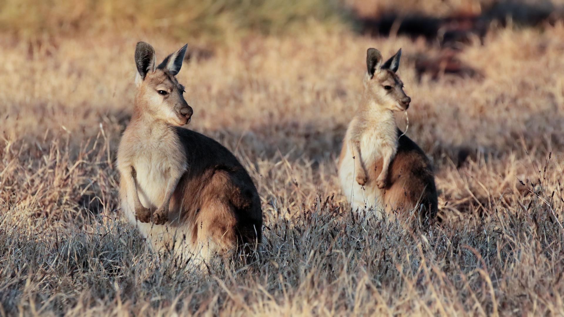 1920x1080 Common Wallaroo [Bushpea 4 6], Desktop