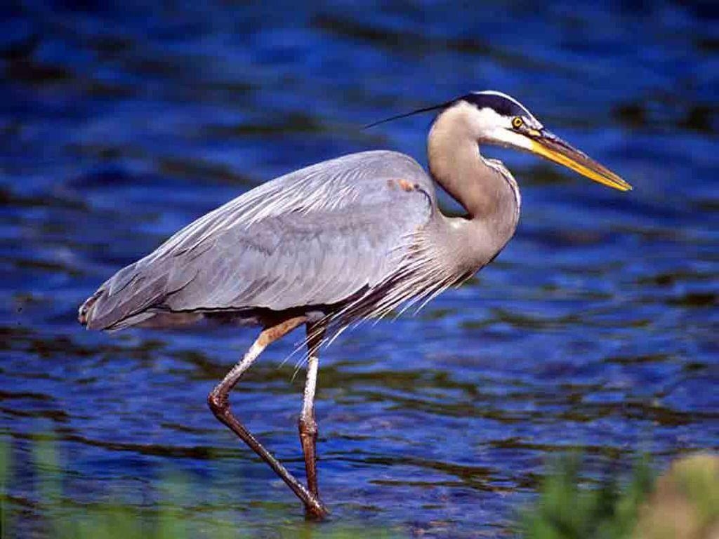 1030x770 When Heron shows herself it is time to meet a situation head, Desktop