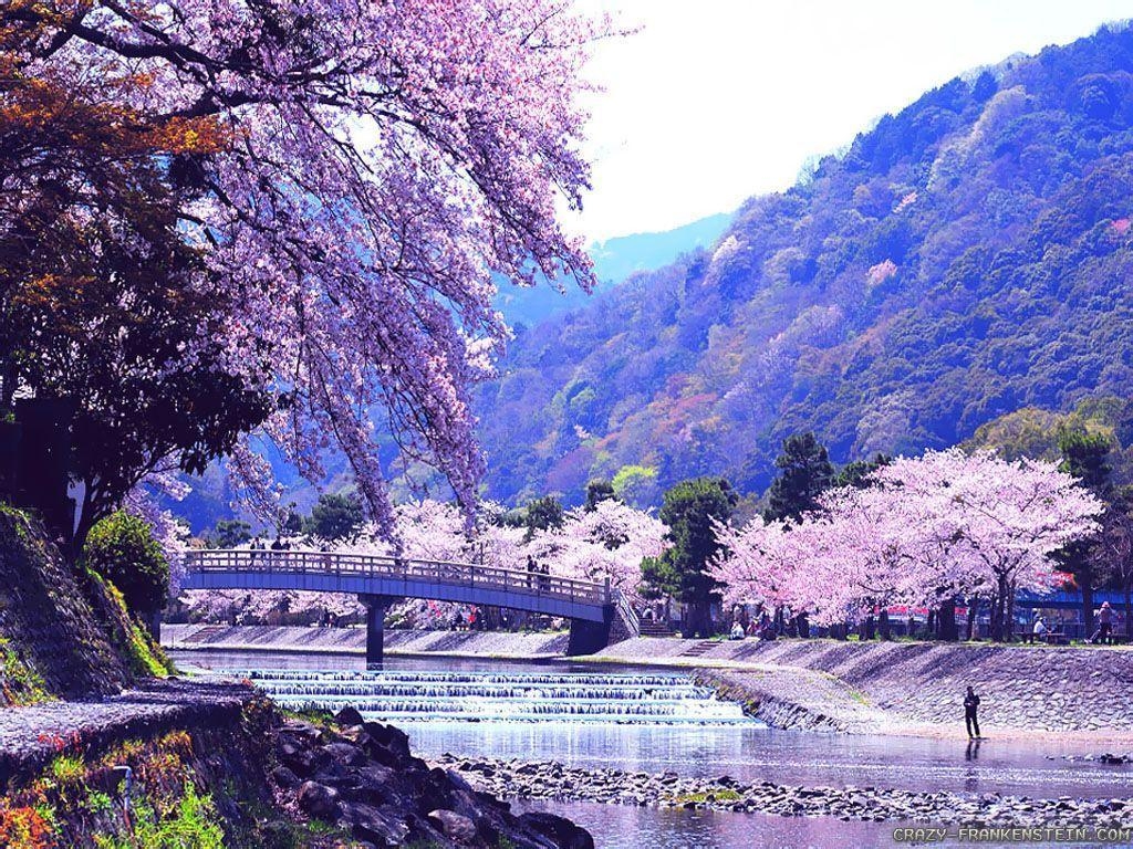 1030x770 Spring Nature Wallpaper, wallpaper, Spring Nature Wallpaper HD, Desktop