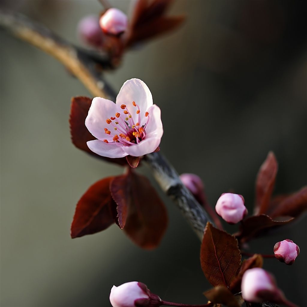 1030x1030 Purple spring iPad Air Wallpaper Download. iPhone Wallpaper, Phone