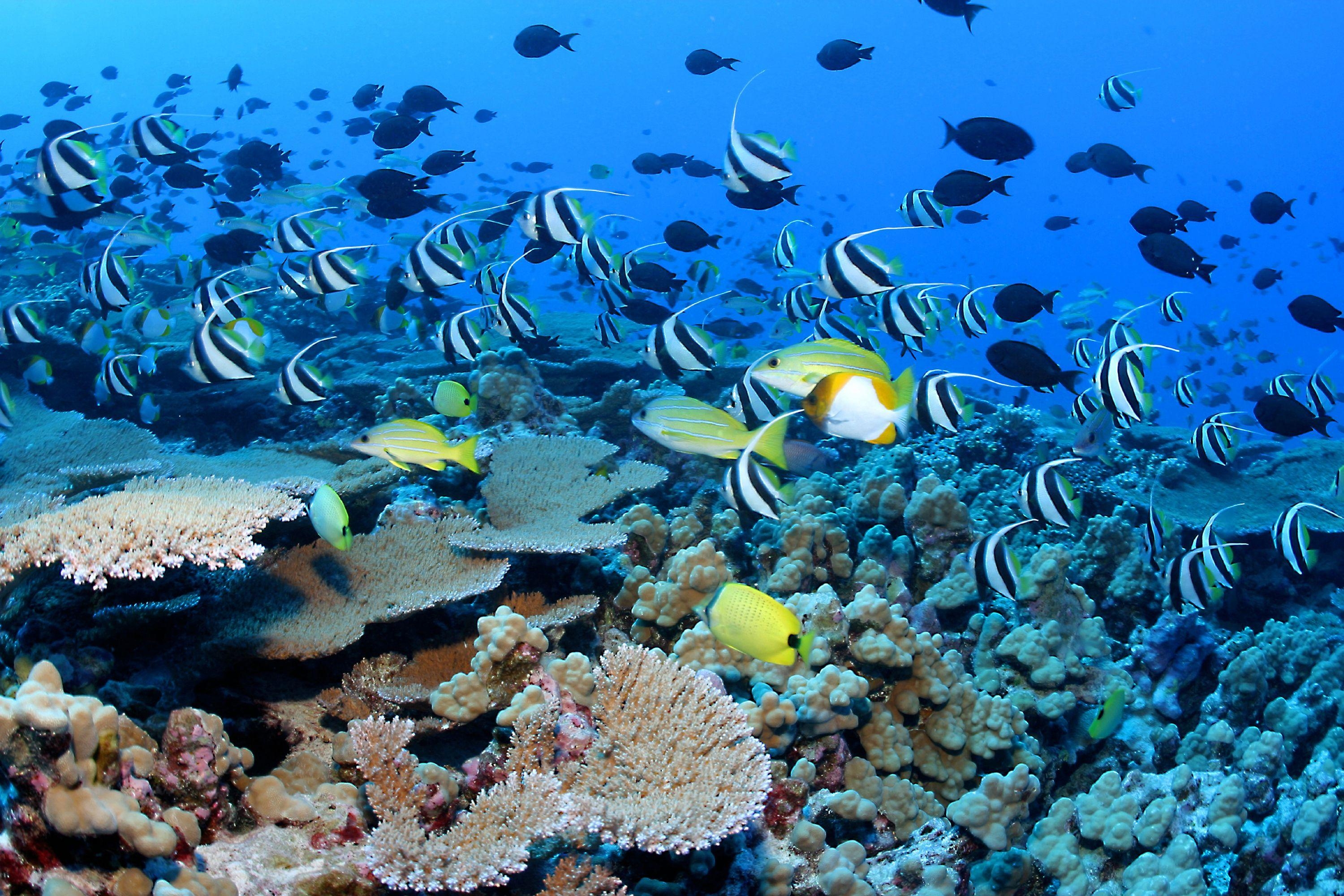 3000x2010 Coral Reef Fishes Wallpaper HD Wallpaper, Desktop