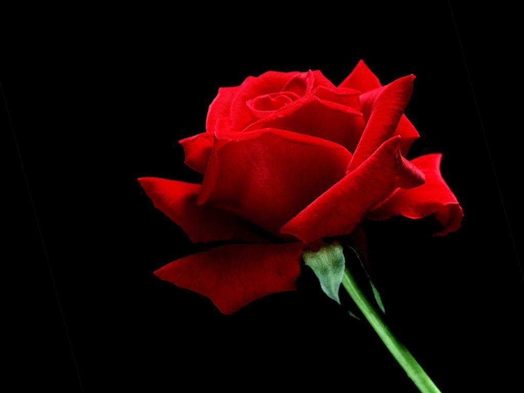 1030x770 Red Rose Wallpaper Wallpaper Inn, Desktop