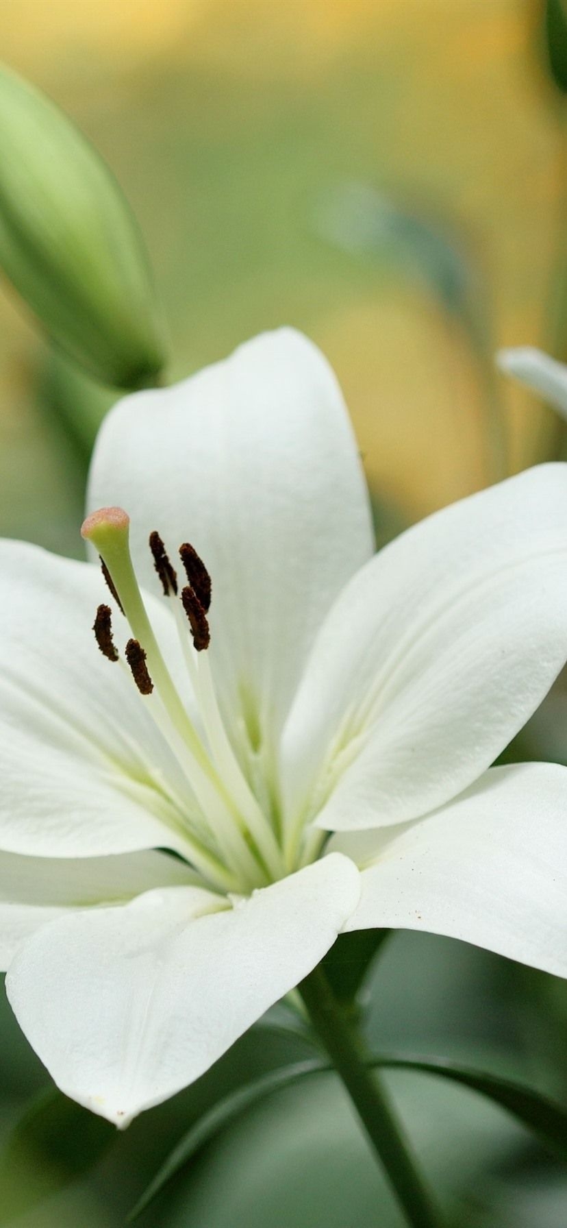 830x1800 White Lily Flowers Close Up  IPhone 11 XR Wallpaper, Background, Picture, Image, Phone