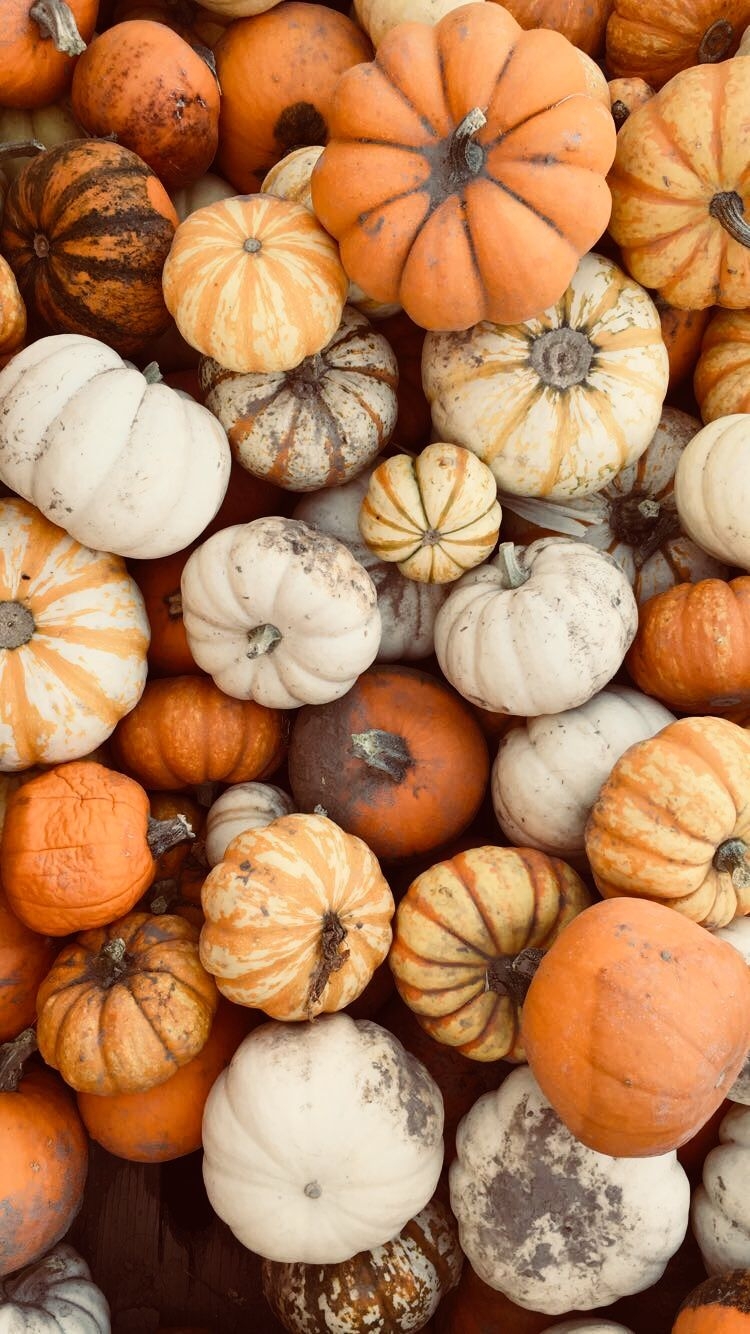 750x1340 Fall Background iPhone Pumpkin, Phone