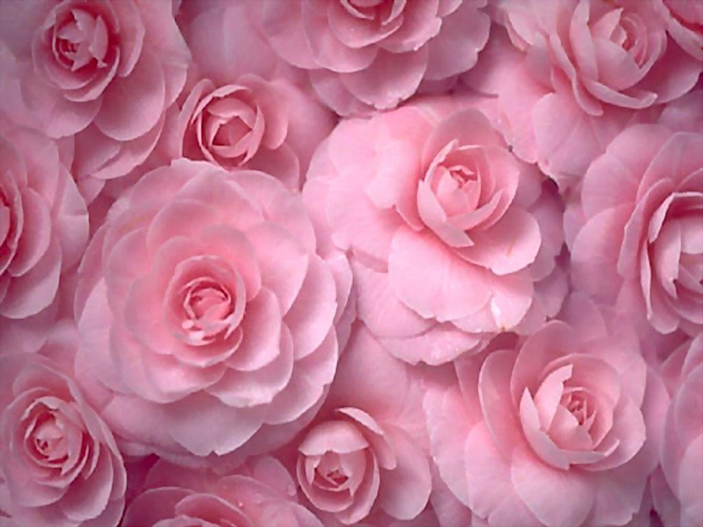 1030x770 pink wallpaper Search Engine, Desktop