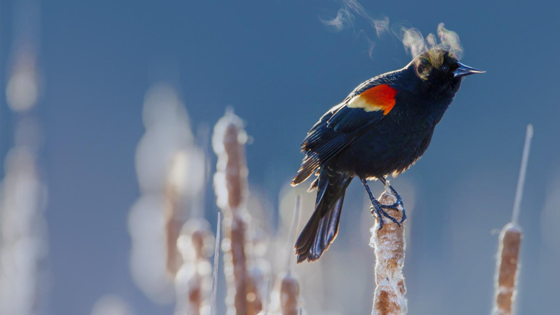 1920x1080 A Red Winged Blackbird In Minneapolis, Desktop