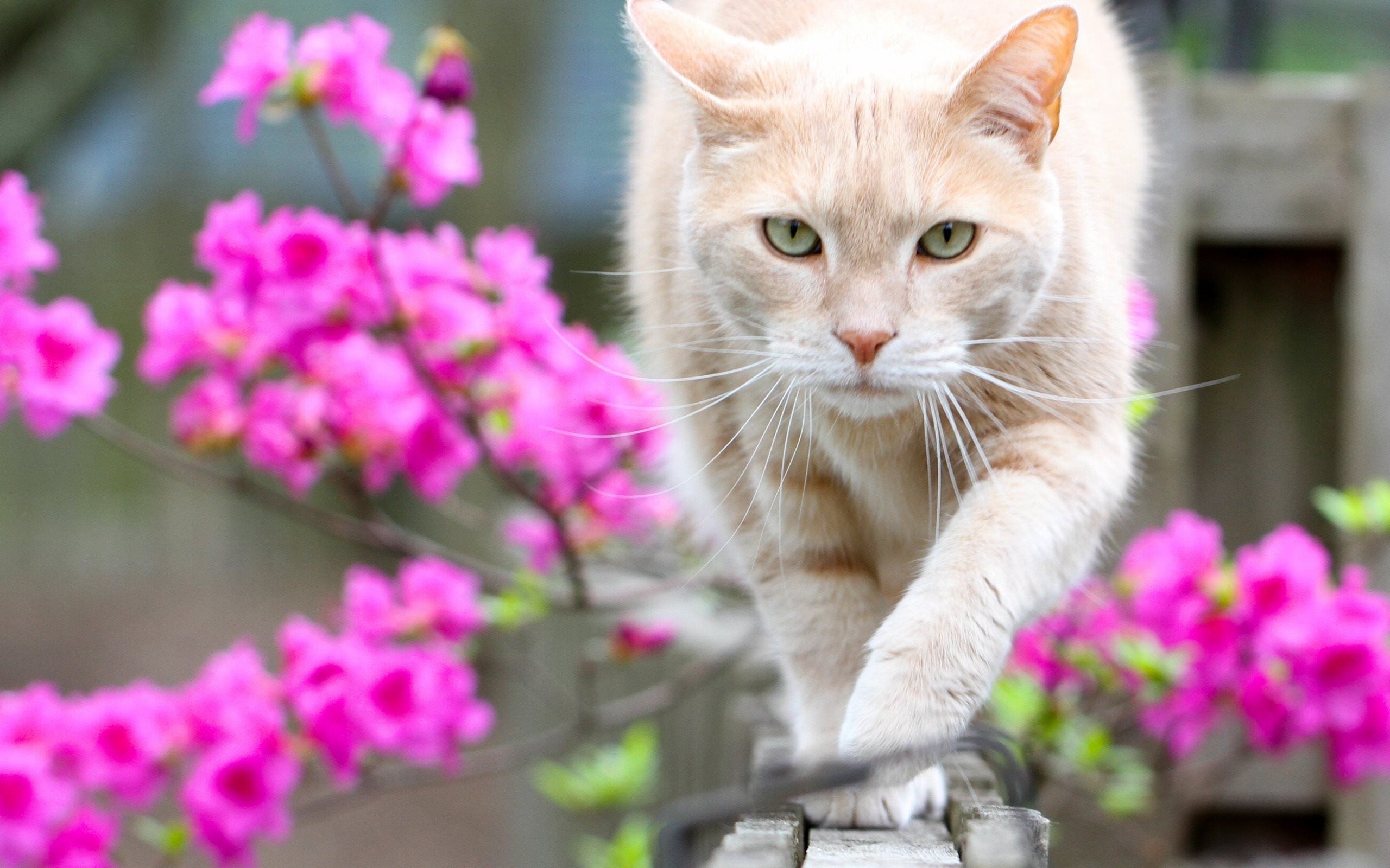 2560x1600 Download wallpaper Cat, spring, fence, pets, beige cat, pink, Desktop