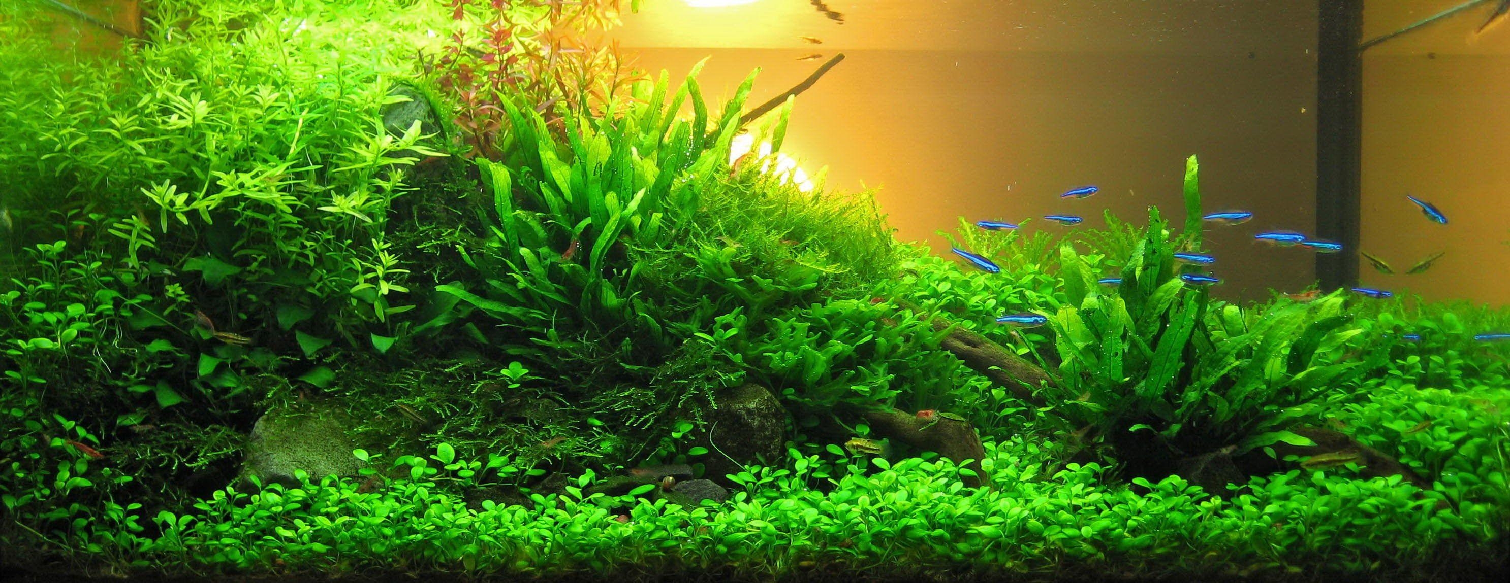 2980x1150 Top Aquascape Wallpaper, Dual Screen