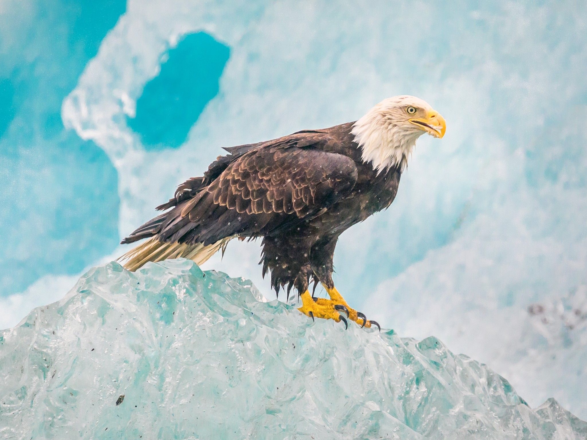 2050x1540 Eagle 4K Wallpaper, Iceberg, Birds of Prey, Raptors, Carnivorous bird, Winter, Closeup, Animals, Desktop