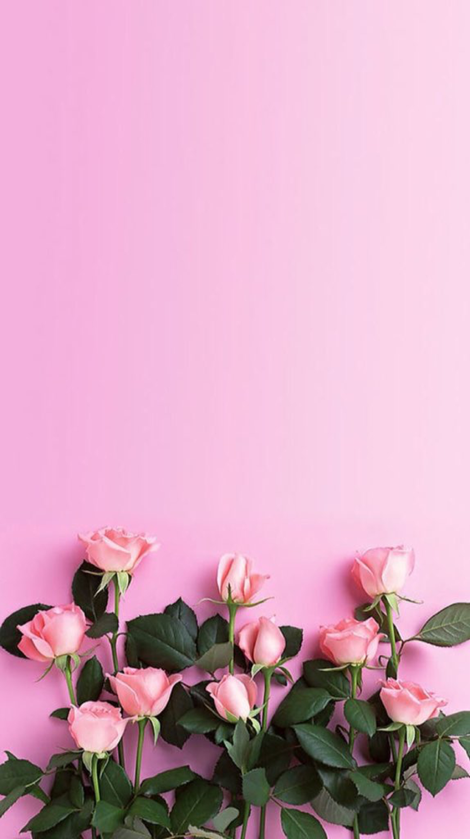 960x1700 iPhone Wallpaper. Pink, Flower, Petal, Plant, Flowering plant, Phone