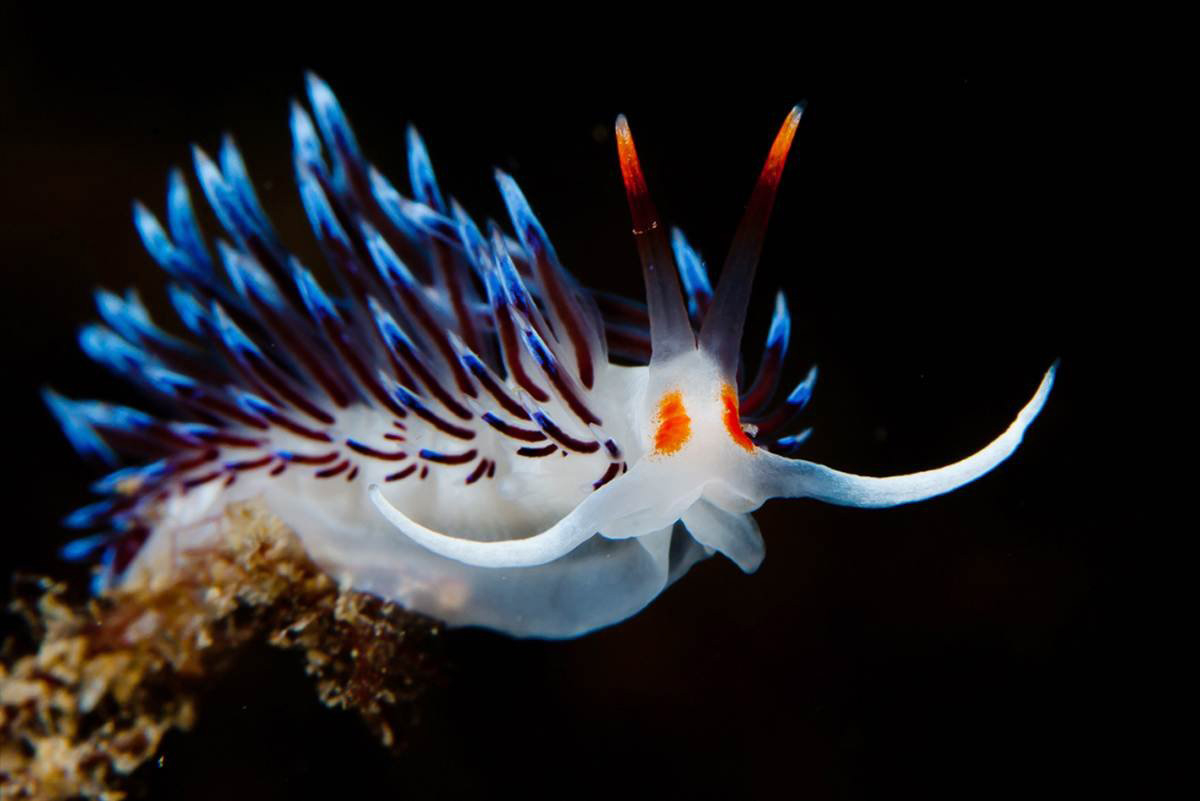 1200x810 Sea Slug HD Desktop Wallpaper 79125, Desktop