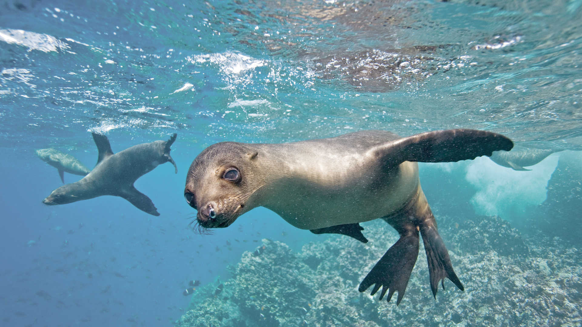 1920x1080 The Galapagos Islands Holidays 2017 / 2018, Desktop