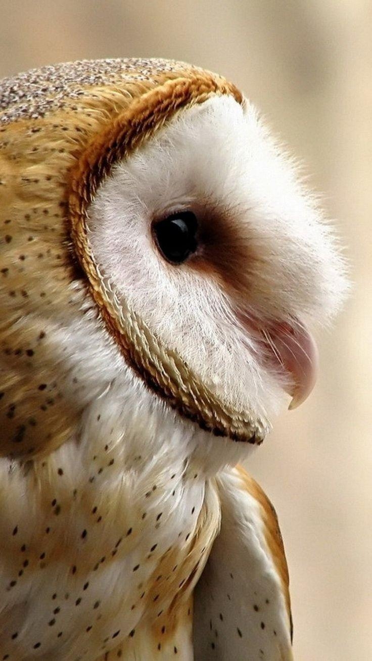 740x1310 Owl in the night Birds Animals Background Wallpaper on. Art, Phone